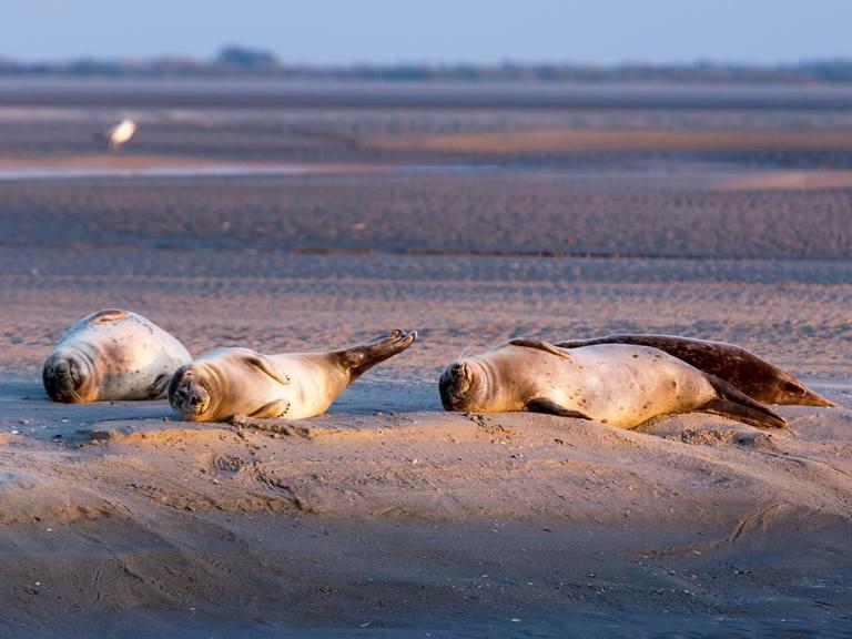 Face Mer Pieds Dans L'Eau Duplex 4 Chambres 155 M2 8-12 Personnes Berck Εξωτερικό φωτογραφία